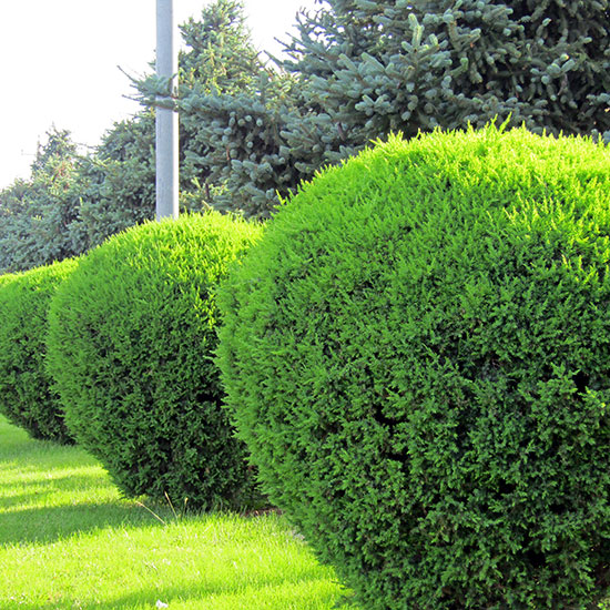 Service_hedge-trimming