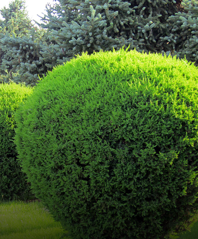 Service_small_hedge-trimming